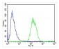 LRRK2 Antibody (C-term)